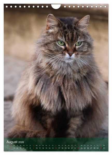 Produktbild: KATZEN AUGEN BLICKE (Wandkalender 2026 DIN A4 hoch), CALVENDO Monatskalender