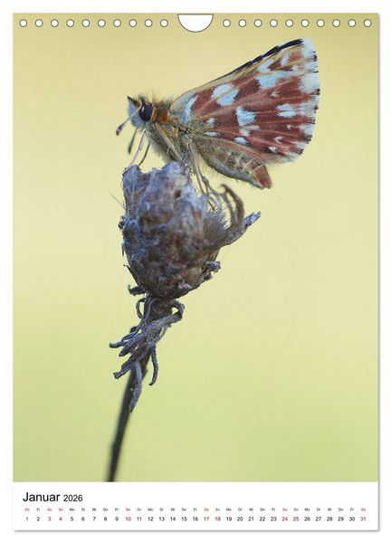 Produktbild: Insekten,Sch&ouml;nheiten der Natur (Wandkalender 2026 DIN A4 hoch), CALVENDO Monatskalender
