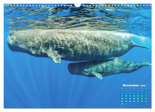 Produktbild: Tiere des Meeres: Faszination Tauchen (Wandkalender 2026 DIN A3 quer), CALVENDO Monatskalender