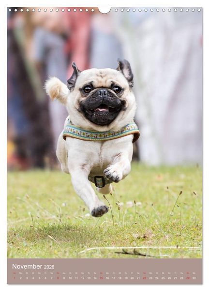Produktbild: Mops-Rennen (Wandkalender 2026 DIN A3 hoch), CALVENDO Monatskalender
