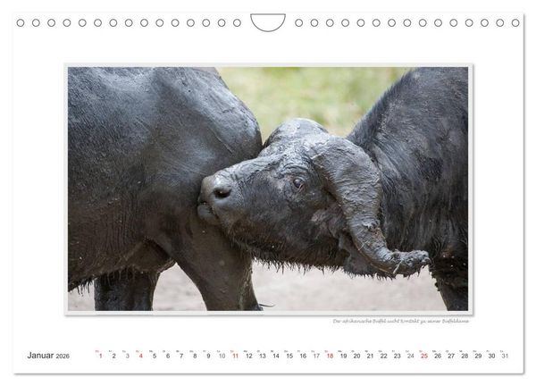 Produktbild: Emotionale Momente: Tierischer Sex. (Wandkalender 2026 DIN A4 quer), CALVENDO Monatskalender