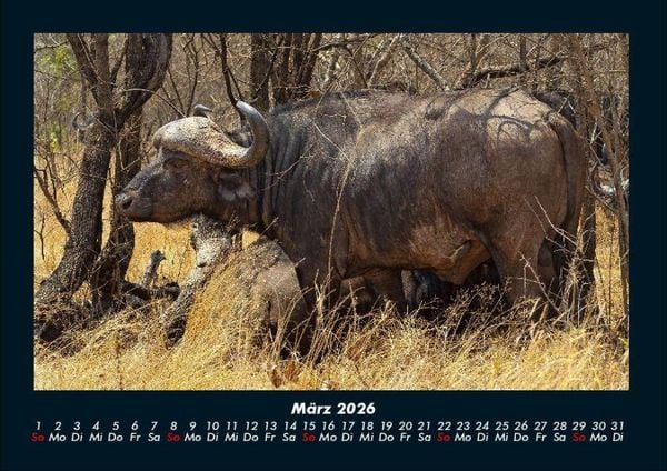 Produktbild: Tierkalender 2026 Fotokalender DIN A4