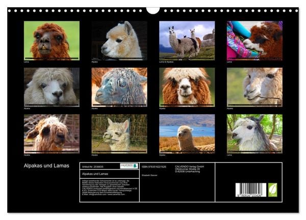 Produktbild: Alpakas und Lamas (Wandkalender 2026 DIN A3 quer), CALVENDO Monatskalender