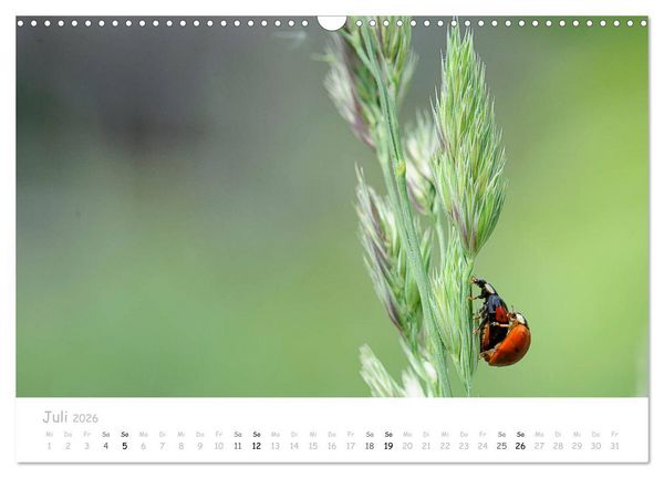 Produktbild: Marienk&auml;fer - kleine Gl&uuml;cksmomente (Wandkalender 2026 DIN A3 quer), CALVENDO Monatskalender