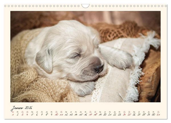 Produktbild: Golden Retriever... Herzenshunde (Wandkalender 2026 DIN A3 quer), CALVENDO Monatskalender