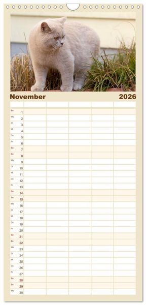 Produktbild: Familienplaner 2026 - B&auml;rige Schmusetiger - Britisch Kurzhaar Katzen mit 5 Spalten (Wandkalender, 21 x 45 cm) CALVENDO