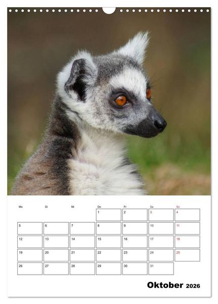 Produktbild: Katta Terminplaner (Wandkalender 2026 DIN A3 hoch), CALVENDO Monatskalender
