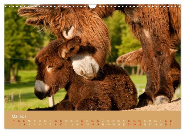 Produktbild: Baudet de Poitou - Seltene franz&ouml;sische Langohren (Wandkalender 2026 DIN A3 quer), CALVENDO Monatskalender