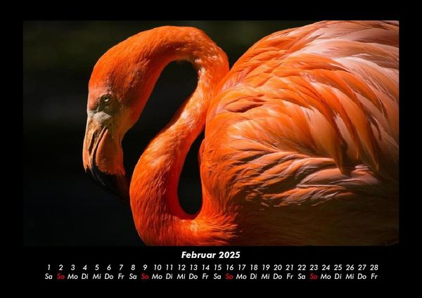 Produktbild: Tierkalender 2025 Fotokalender DIN A3