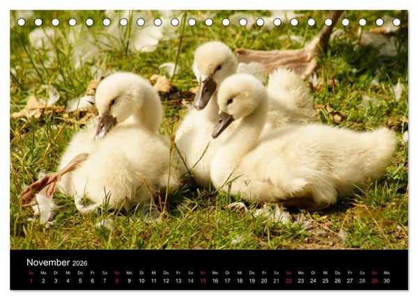 Produktbild: Die Kinderstube der Wasserv&ouml;gel (Tischkalender 2026 DIN A5 quer), CALVENDO Monatskalender