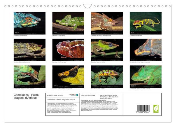 Produktbild: Cam&eacute;l&eacute;ons - Petits dragons d'Afrique. (Calendrier mural 2026 DIN A3 vertical), CALVENDO calendrier mensuel