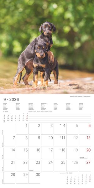 Produktbild: Welpen 2026 - Broschürenkalender 30x30 cm (30x60 geöffnet) - Kalender mit Platz für Notizen - Puppies - Hundekalender - Bildkalender - Wandkalender