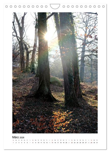 Produktbild: Mein Sehnsuchtsort, der Wald (Wandkalender 2026 DIN A4 hoch), CALVENDO Monatskalender