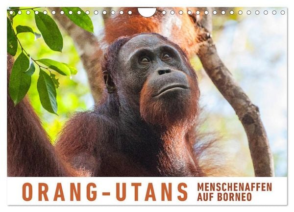 Produktbild: Orang-Utans Menschenaffen auf Borneo (Wandkalender 2026 DIN A4 quer), CALVENDO Monatskalender