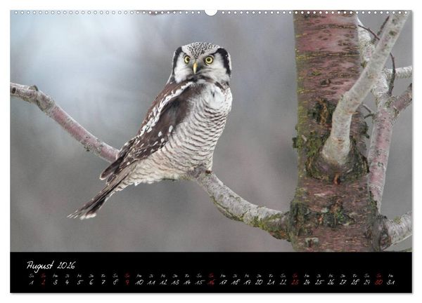 Produktbild: Heimische Eulen und Greife (hochwertiger Premium Wandkalender 2026 DIN A2 quer), Kunstdruck in Hochglanz