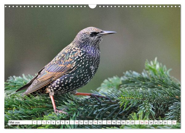 Produktbild: Heimische Gartenv&ouml;gel (Wandkalender 2026 DIN A3 quer), CALVENDO Monatskalender