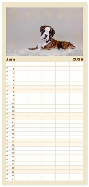 Produktbild: Familienplaner 2026 - Boxer Welpen einfach zuckers&uuml;&szlig; mit 5 Spalten (Wandkalender, 21 x 45 cm) CALVENDO