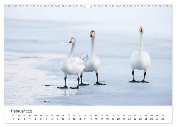 Produktbild: Finnland: eine tierische Entdeckungsreise (Wandkalender 2026 DIN A3 quer), CALVENDO Monatskalender