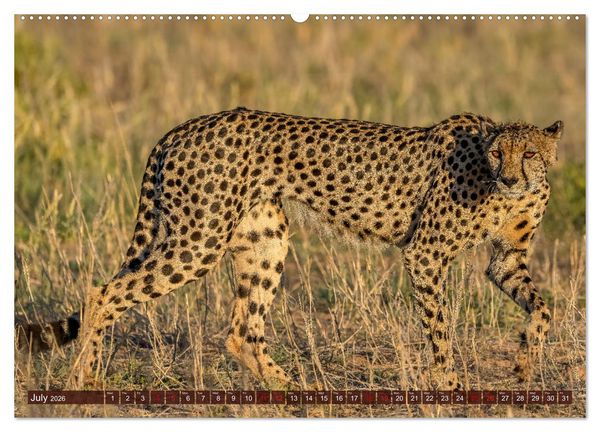 Produktbild: Amazing Cheetahs (High Quality Premium Wall Calendar 2026 DIN A2 landscape),CALVENDO 12 Month Wall Calendar