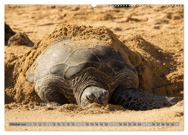 Produktbild: Kauai - Einmal Paradies und zur&uuml;ck (hochwertiger Premium Wandkalender 2026 DIN A2 quer), Kunstdruck in Hochglanz