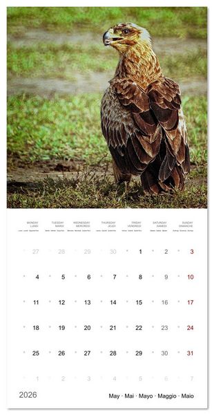 Produktbild: Eagles in Africa (Wall Calendar 2026 12 &times; 12 Inch) CALVENDO 12 Month Wall Calendar
