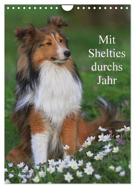 Produktbild: Mit Shelties durchs Jahr (Wandkalender 2026 DIN A4 hoch), CALVENDO Monatskalender