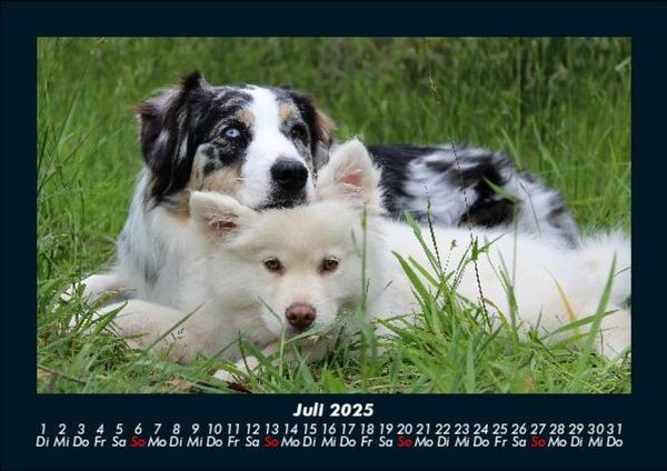 Produktbild: Hunde 2025 Fotokalender DIN A5