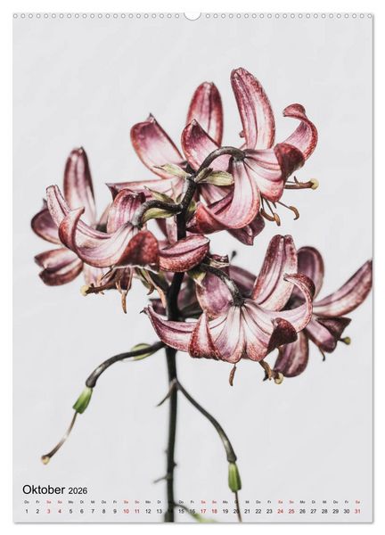Produktbild: Pure Flowers (Wandkalender 2026 DIN A2 hoch), CALVENDO Monatskalender