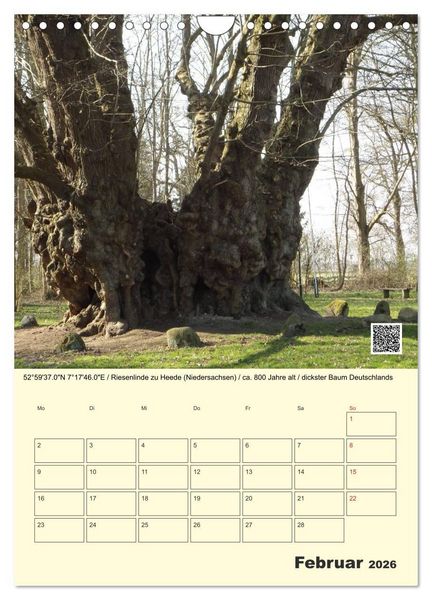 Produktbild: Uralt - Mit QR-Code und GPS zu alten B&auml;umen (Wandkalender 2026 DIN A4 hoch), CALVENDO Monatskalender