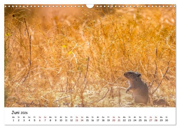 Produktbild: Afrikas kleine Stars (Wandkalender 2026 DIN A3 quer), CALVENDO Monatskalender