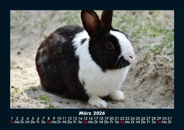 Produktbild: Haustierkalender 2026 Fotokalender DIN A5