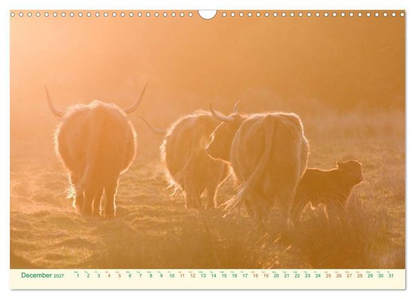 Produktbild: The Hairy Cow Calendar (Wall Calendar 2027 DIN A3 landscape), CALVENDO 12 Month Wall Calendar