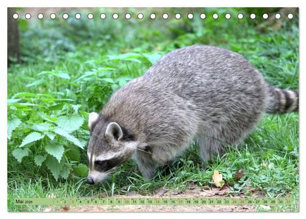 Produktbild: Der Waschb&auml;r - Der Maskentr&auml;ger in unseren W&auml;ldern (Tischkalender 2026 DIN A5 quer), CALVENDO Monatskalender