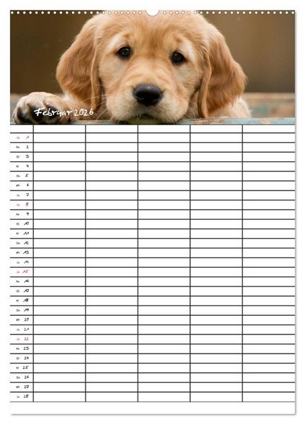 Produktbild: Familienplaner: Golden Retriever Welpen (Wandkalender 2026 DIN A2 hoch), CALVENDO Monatskalender