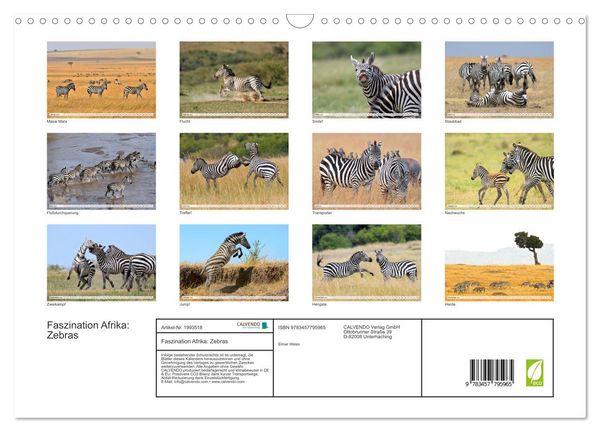 Produktbild: Faszination Afrika: Zebras (Wandkalender 2026 DIN A3 quer), CALVENDO Monatskalender