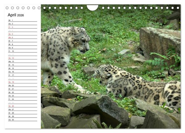 Produktbild: Der Schneeleopard (Wandkalender 2026 DIN A4 quer), CALVENDO Monatskalender