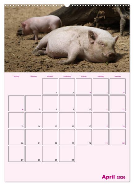 Produktbild: Schweinischer Terminplaner (Wandkalender 2026 DIN A2 hoch), CALVENDO Monatskalender
