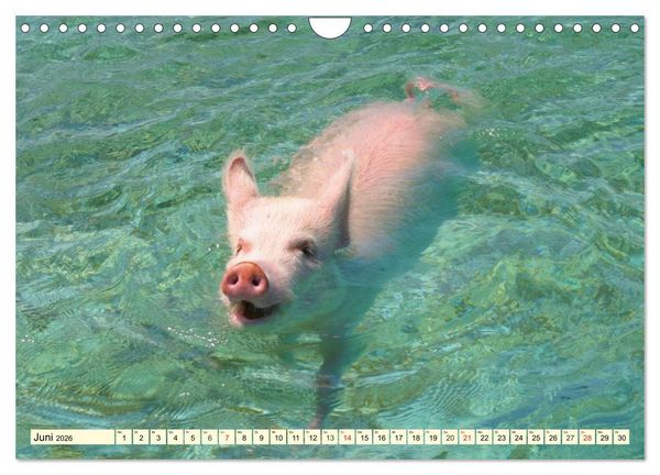 Produktbild: Schwimmende Schweine (Wandkalender 2026 DIN A4 quer), CALVENDO Monatskalender