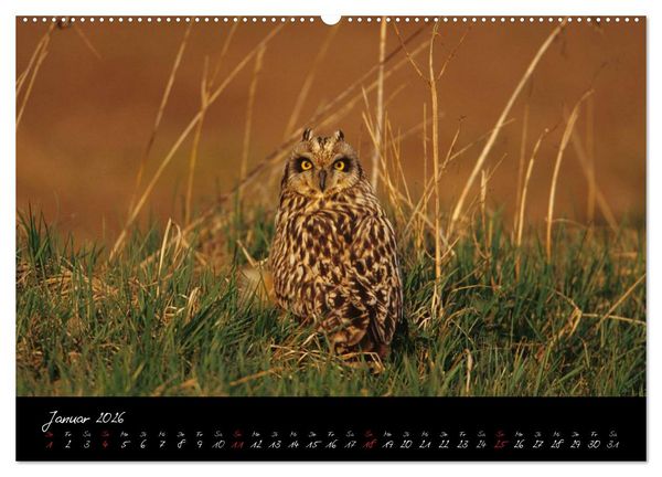 Produktbild: Heimische Eulen und Greife (hochwertiger Premium Wandkalender 2026 DIN A2 quer), Kunstdruck in Hochglanz