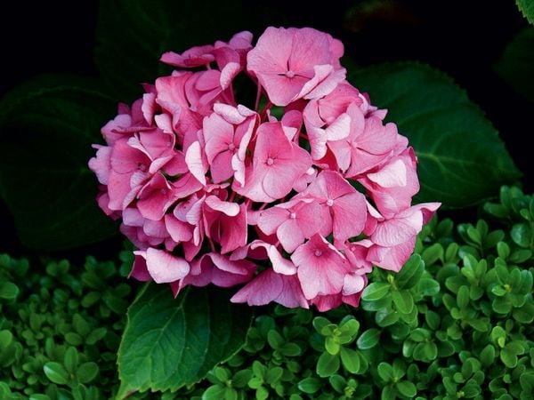 Produktbild: CALVENDO Puzzle Hortensie mit Buchsbaum | 1000 Teile Lege-Gr&ouml;&szlig;e 64x48cm Foto-Puzzle f&uuml;r gl&uuml;ckliche Stunden