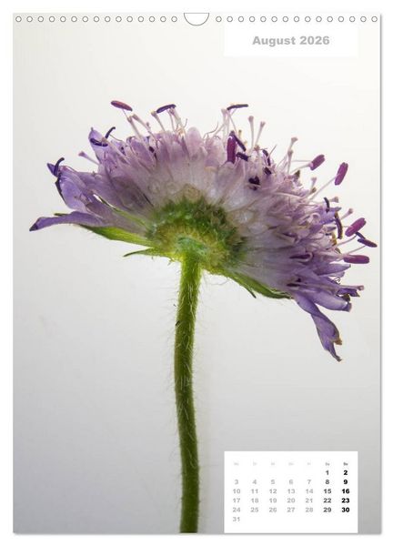 Produktbild: Schnittblumen 2026 (Wandkalender 2026 DIN A3 hoch), CALVENDO Monatskalender