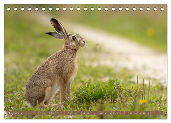 Produktbild: Feldhasen unterwegs in Wald und Flur (Tischkalender 2026 DIN A5 quer), CALVENDO Monatskalender