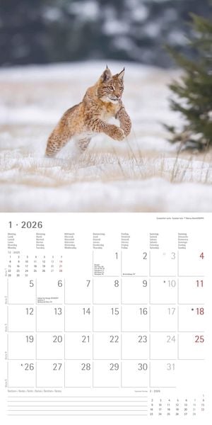 Geheimnisvolles Waldleben 2026 - Broschürenkalender 30x30 cm (30x60 geöffnet) - Kalender mit Platz für Notizen - Forest Animals - Bildkalender - Wandk