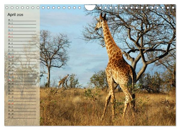 Produktbild: S&uuml;d Afrika - vom Kr&uuml;ger Nationalpark bis nach Kapstadt (Wandkalender 2026 DIN A4 quer), CALVENDO Monatskalender