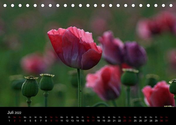 Produktbild: Mohnbl&uuml;te in Germerode (Tischkalender 2022 DIN A5 quer)