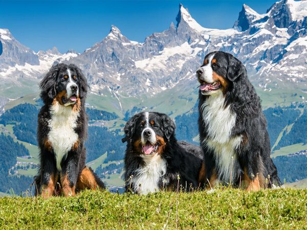 Produktbild: CALVENDO Puzzle Berner Sennenhunde in der Schweiz | 1000 Teile Lege-Gr&ouml;&szlig;e 64x48cm Foto-Puzzle f&uuml;r gl&uuml;ckliche Stunden