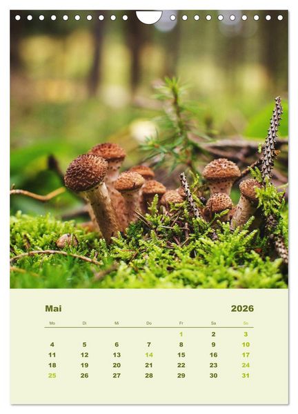 Produktbild: Wundersame Welt der Pilze (Wandkalender 2026 DIN A4 hoch), CALVENDO Monatskalender