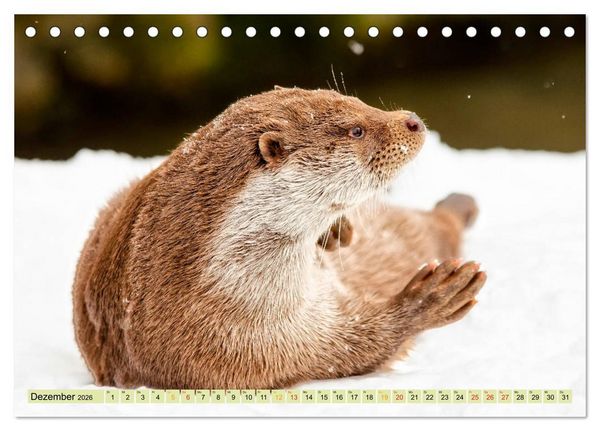 Produktbild: Fischotter - putzige Kerlchen und elegante Schwimmer (Tischkalender 2026 DIN A5 quer), CALVENDO Monatskalender