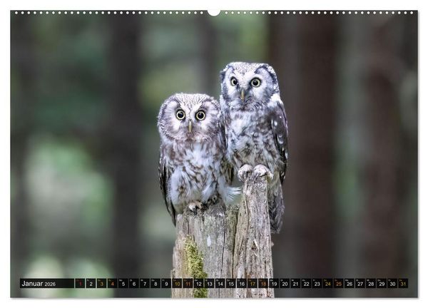 Produktbild: Eulen - Fl&uuml;gel der Nacht (Wandkalender 2026 DIN A2 quer), CALVENDO Monatskalender