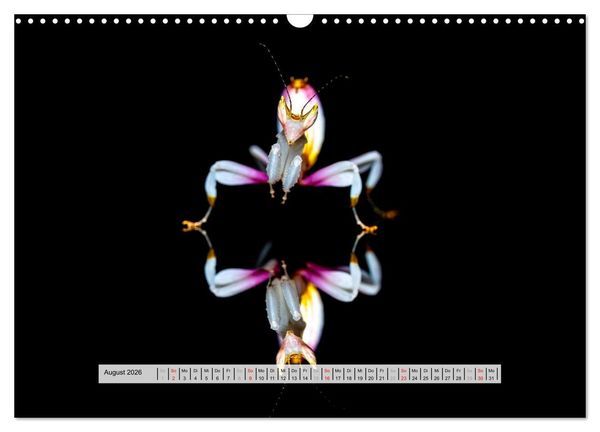 Produktbild: Die Orchideen Gottesanbeterin (Wandkalender 2026 DIN A3 quer), CALVENDO Monatskalender